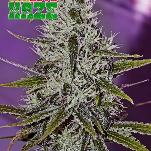 One Love Haze Feminised Feminised Cannabis Seeds | Positronics