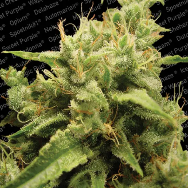 Opium Feminised Cannabis Seeds | Paradise Seeds