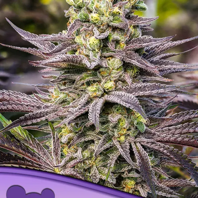 Oracle Octane Feminised Cannabis Seeds - Anesia Seeds