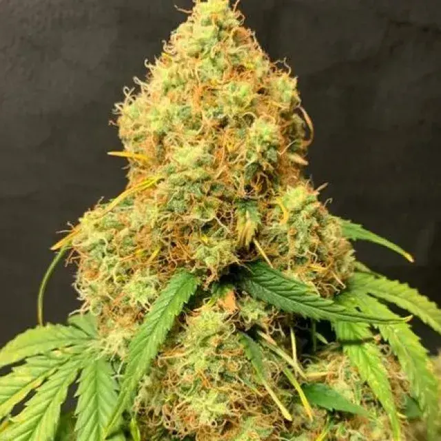 Orange Cookies Auto - Tastebudz - Discount Cannabis Seeds