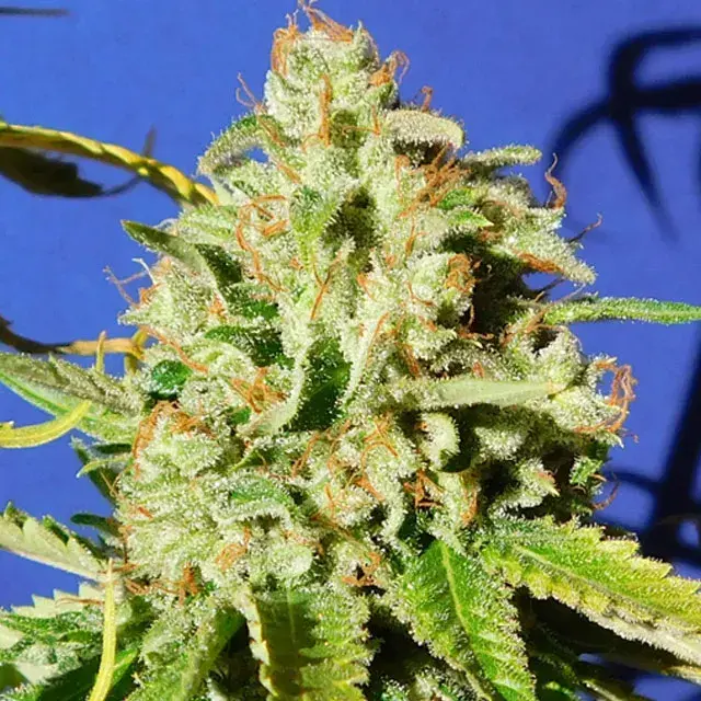 Orange Diesel Auto Feminised Cannabis Seeds | Original Sensible Seeds