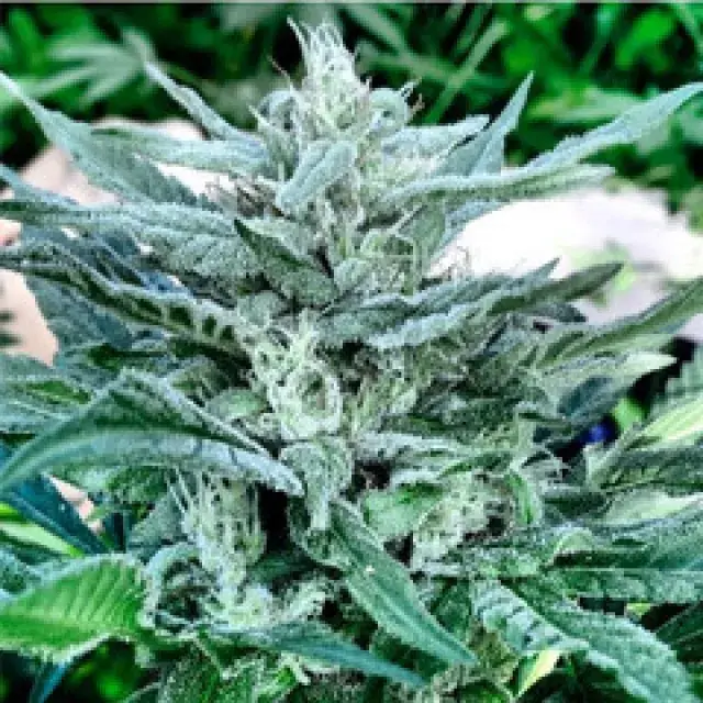Gage Green Orange Juice Cannabis Seeds