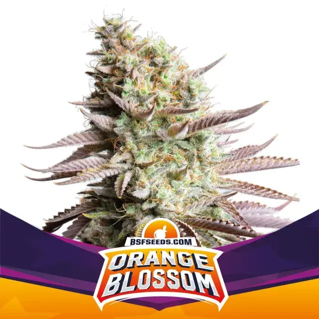 Orange Blossom Feminised Cannabis Seeds - BSF Seeds Feminised Cannabis Seeds - BSF Seeds