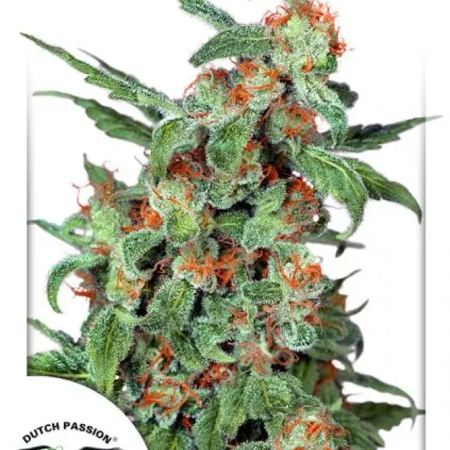 Orange Bud Regular Cannabis Seeds | Dutch Passion 