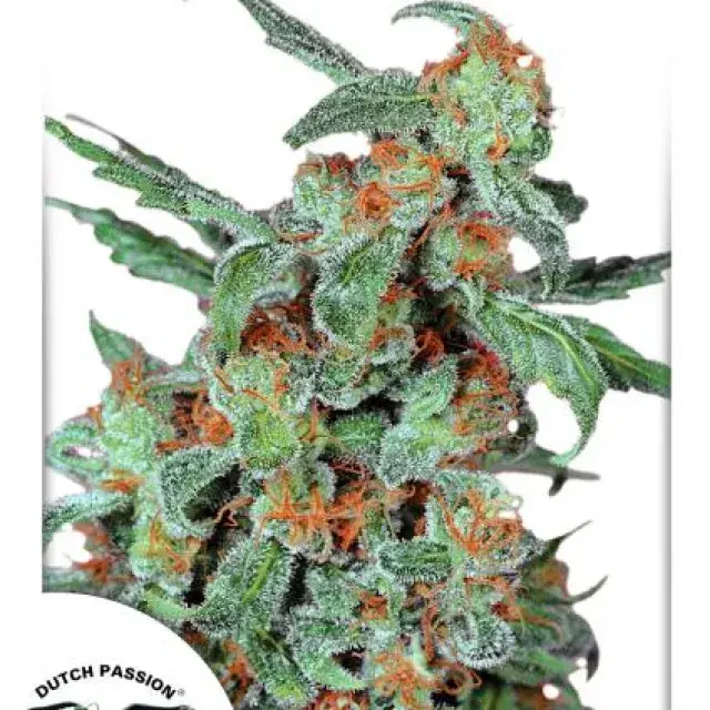 Orange Bud Feminised Cannabis Seeds | Dutch Passion