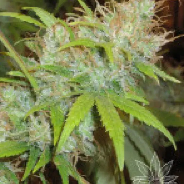 Orange Delight Feminised Cannabis Seeds