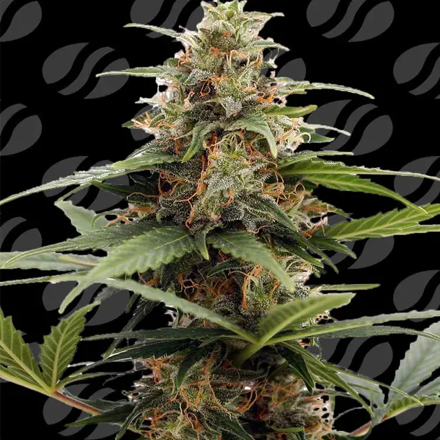 Orange Ooze Feminised Cannabis Seeds | Original Sensible Seeds.