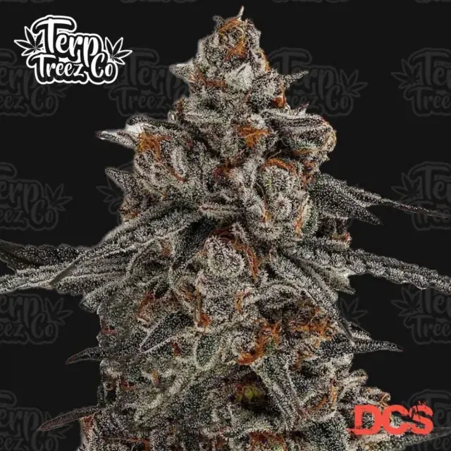 Oreoz x Orange Punch Feminised Cannabis Seeds - Terp Treez