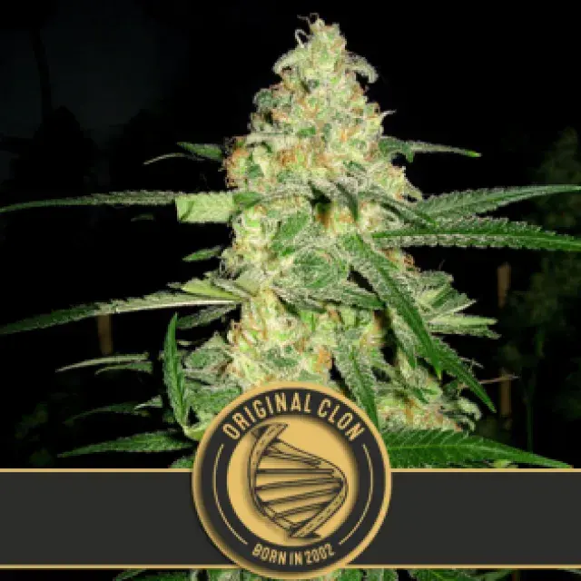 Original Clon Feminised Cannabis Seeds | Blim Burn Seeds 