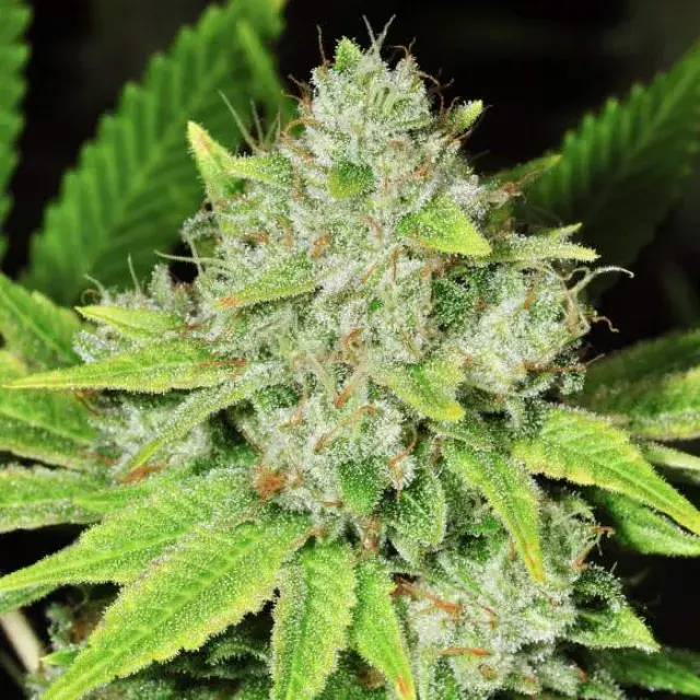 Original Glue Feminised Cannabis Seeds | Nirvana 