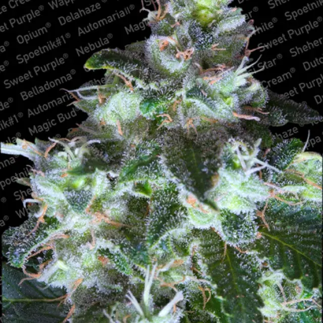 Original White Widow Feminised Cannabis Seeds | Paradise Seeds