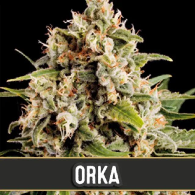 Orka Feminised Cannabis Seeds | Blim Burn Seeds 