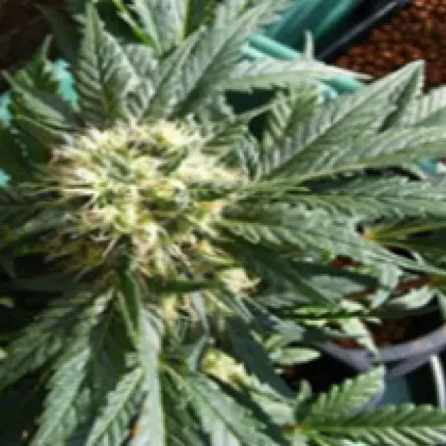 Ortega Cannabis Seeds | Mr Nice Seeds