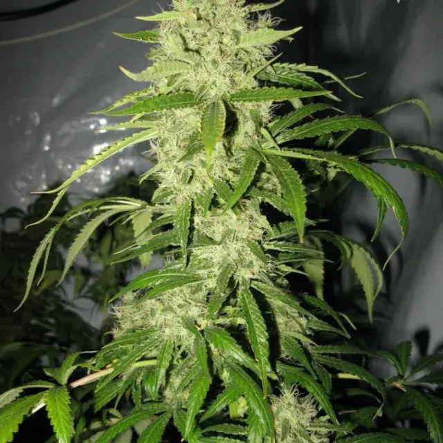 Sick Meds Psycho Crack Feminised Cannabis Seeds