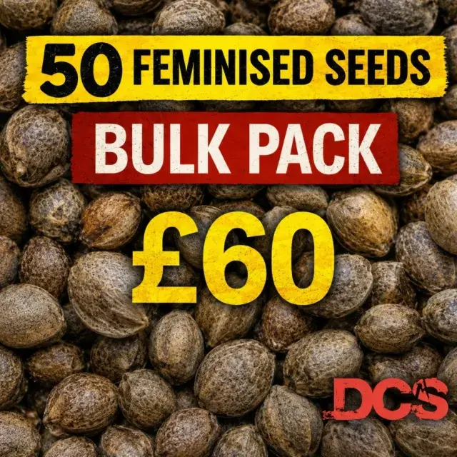 Auto Blackberry Gum 50 Seed Pack | Discount Cannabis Seeds.