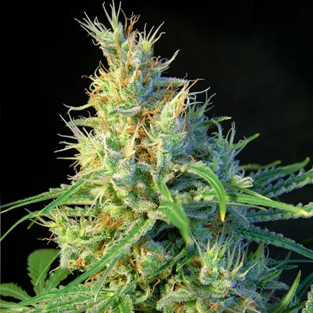 Psicodelicia Feminised Cannabis Seeds | Sweet Seeds