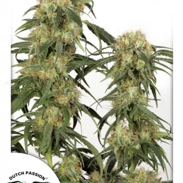 Pamir Gold Feminised Cannabis Seeds | Dutch Passion 