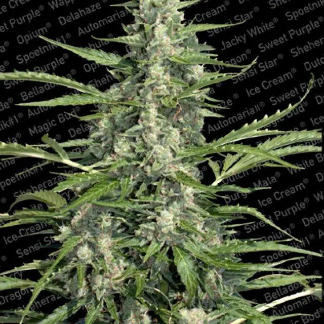 Pandora Feminised Cannabis Seeds | Paradise Seeds