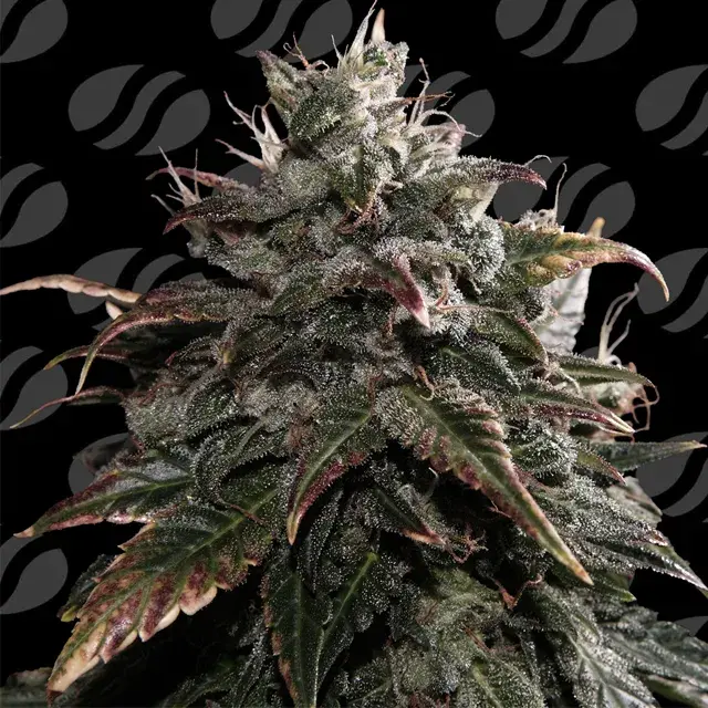 Papaya Stank Feminised Cannabis Seeds | Original Sensible Seeds.