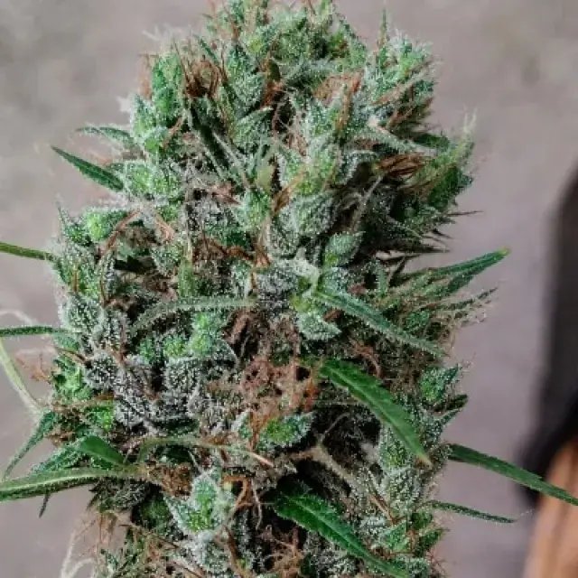 Papua New Guinea Regular Cannabis Seeds | Ace Seeds.