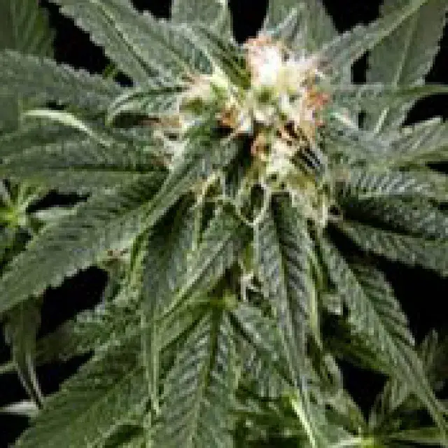 Peace Maker Regular Cannabis Seeds