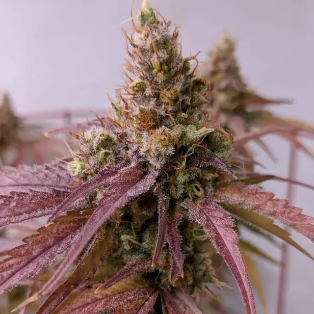 Pennywise Regular Cannabis Seeds | TGA Seeds
