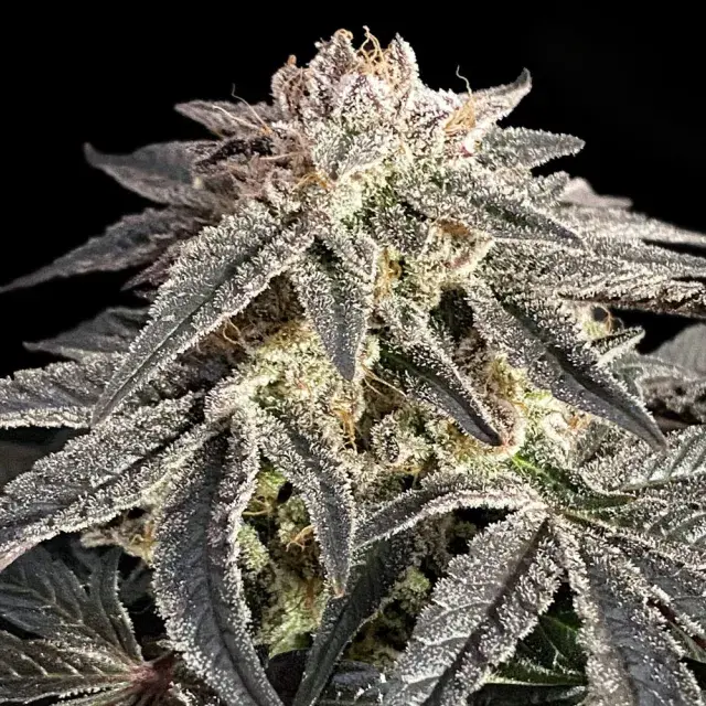 Permanent Marker Feminised Cannabis Seeds | Advanced Seeds. 