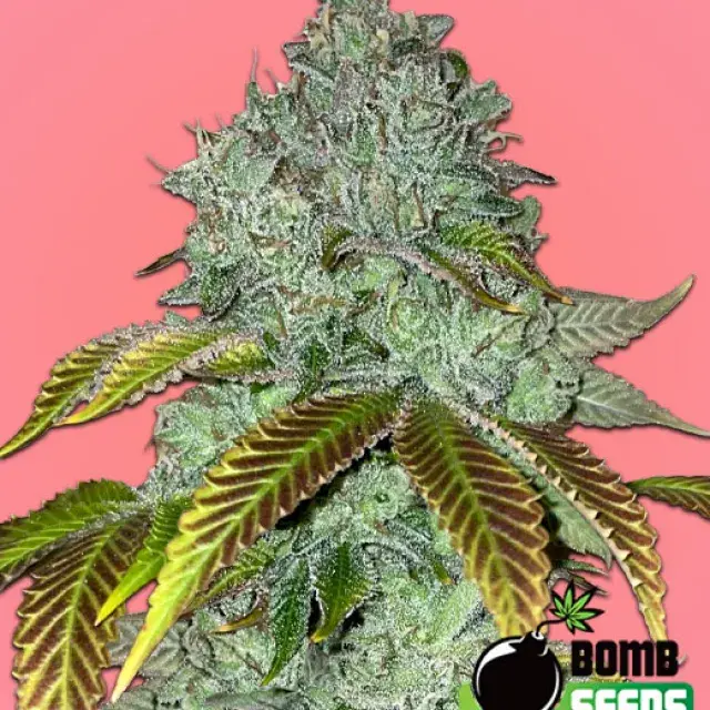 Permanent Marker Feminised Cannabis Seeds | Bomb Seeds. 