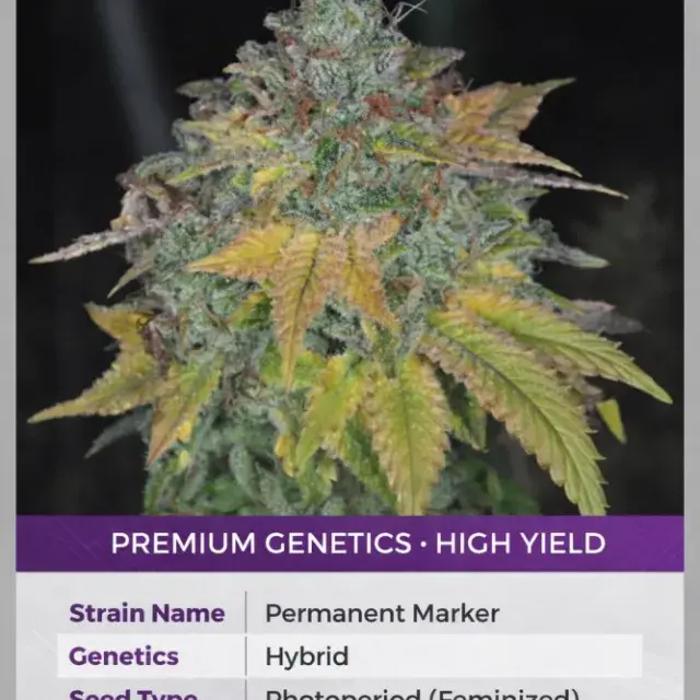 Permanent Marker Feminised Cannabis Seeds - Discount Cannabis Seeds