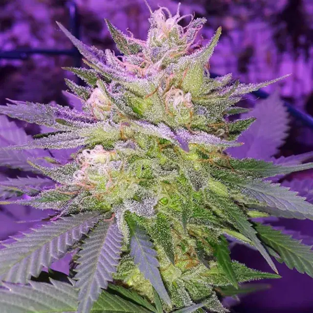 Pina Rita Regular Cannabis Seeds | TGA Seeds 