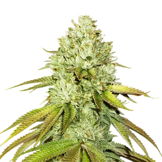 Pineapple Feminised Cannabis Seeds | Seed Stockers