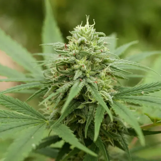 Pineapple Express #2 Feminised Cannabis Seeds
