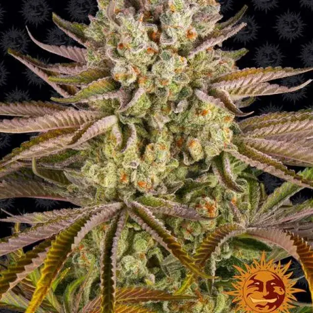 Pineapple Express Feminised Cannabis Seeds | Barney's Farm