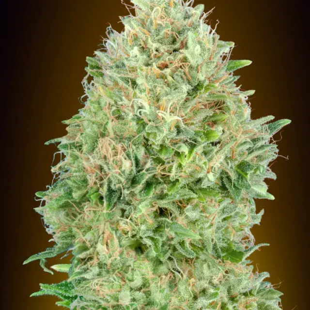 Pineapple Glue Feminised Cannabis Seeds | Advanced Seeds 