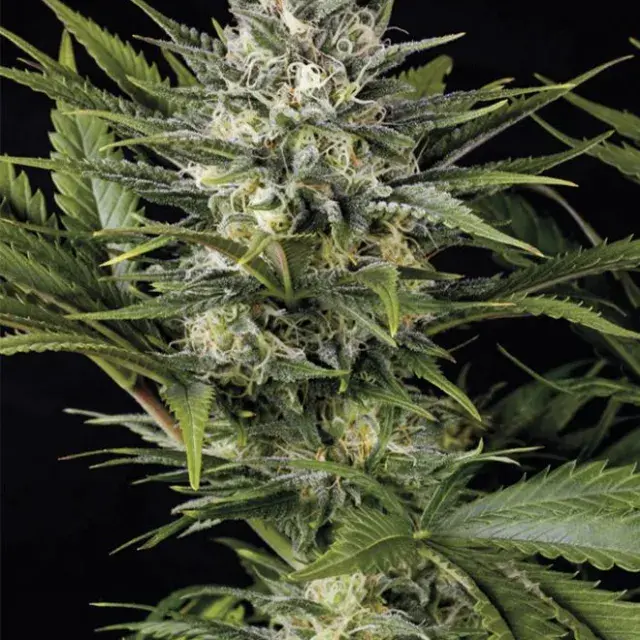 Pineapple Skunk Feminised Cannabis Seeds | Humboldt Seeds Organisation