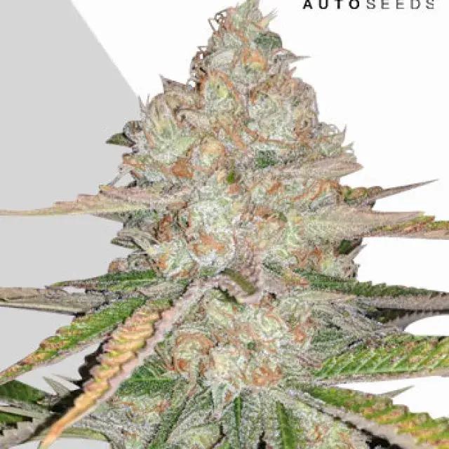 Pineapple Express Auto Cannabis Seeds | Auto Seeds.
