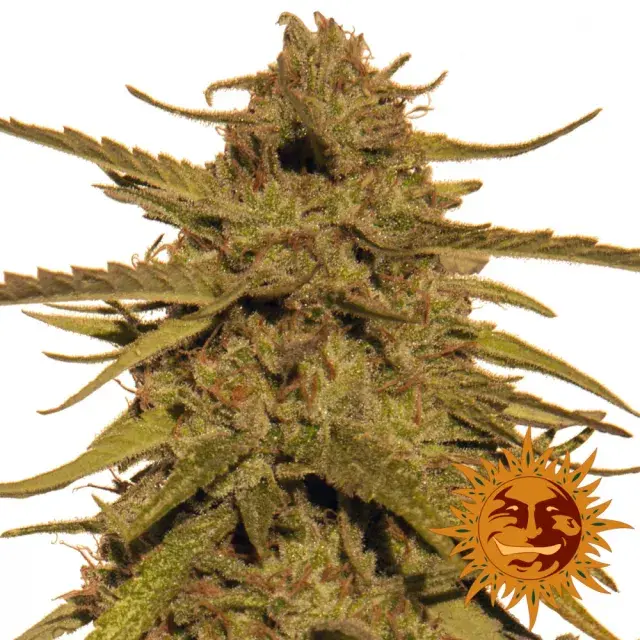 Pineapple Haze Regular Cannabis Seeds | Barney's Farm