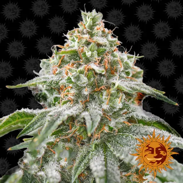 Pink Kush Feminised Cannabis Seeds | Barney’s Farm