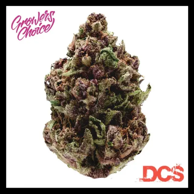 Pink Magic Fast Version Feminised Cannabis Seeds - Growers Choice
