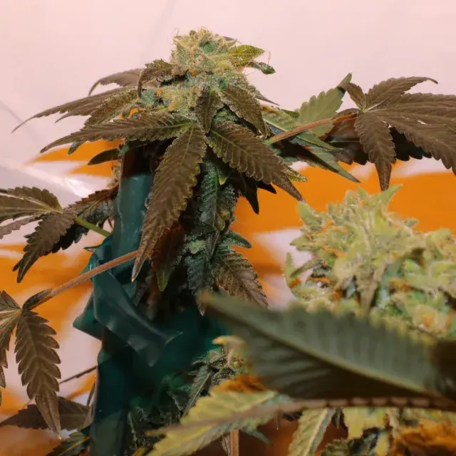 Pink Panties Regular Cannabis Seeds | Purple Caper Seeds