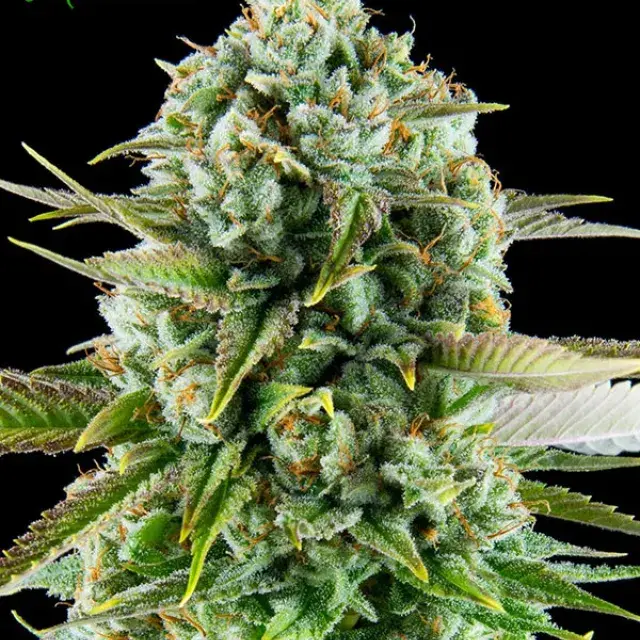 Pink Starburst Feminised Cannabis Seeds - Anesia Seeds