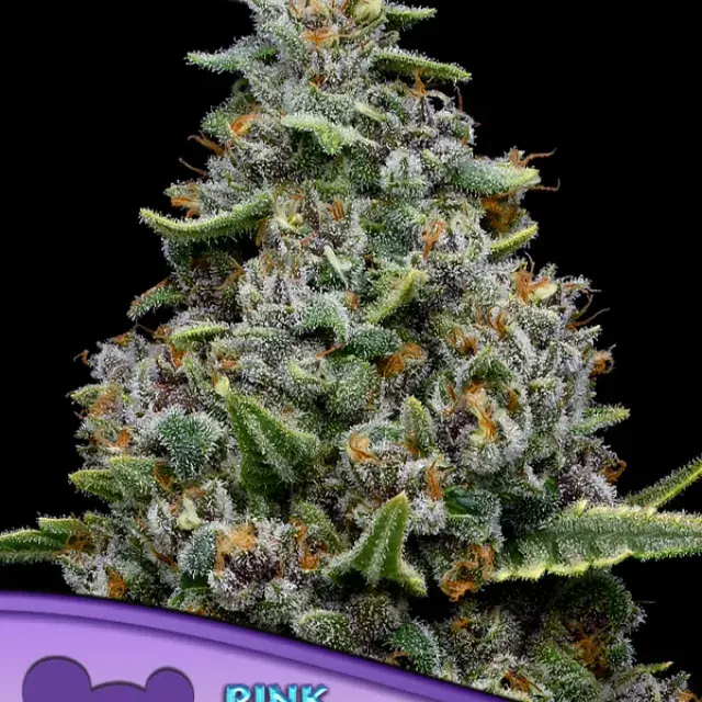 Matcha Slush Purple Feminised Cannabis Seeds - Anesia Seeds
