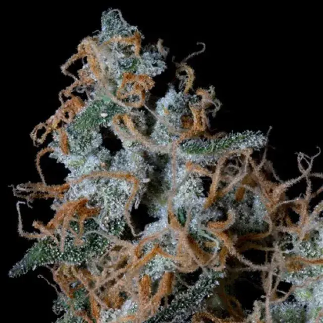 Platinum Cookies Feminised Cannabis Seeds | Big Head Seeds