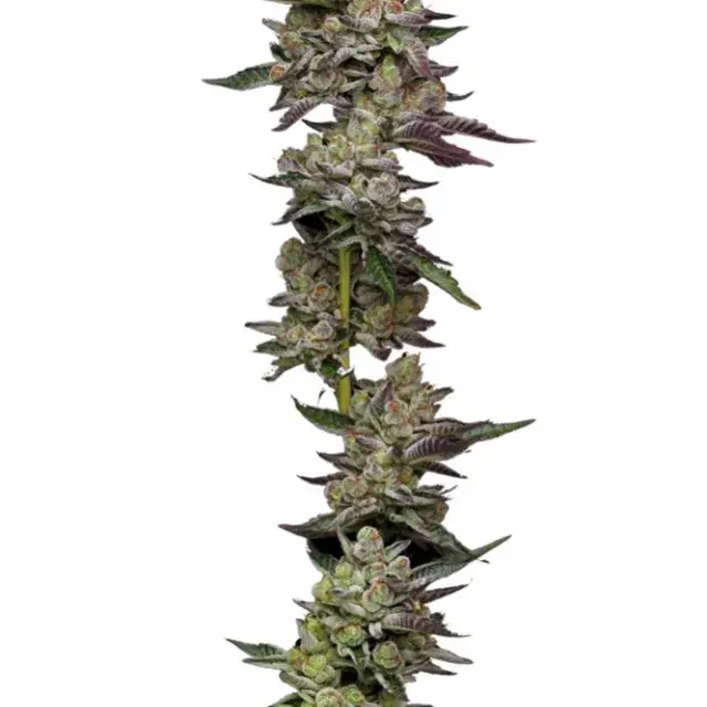Poddy Mouth Feminised Cannabis Seeds - Humboldt Seed Company