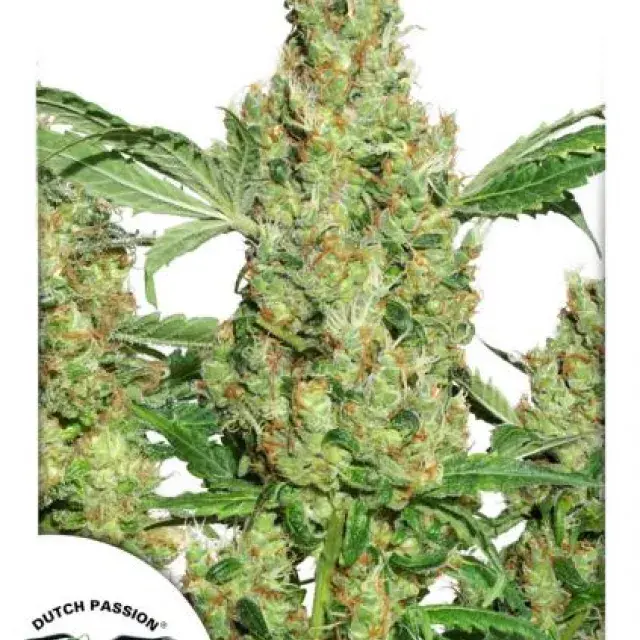 Power Plant Feminised Cannabis Seeds | Dutch Passion 
