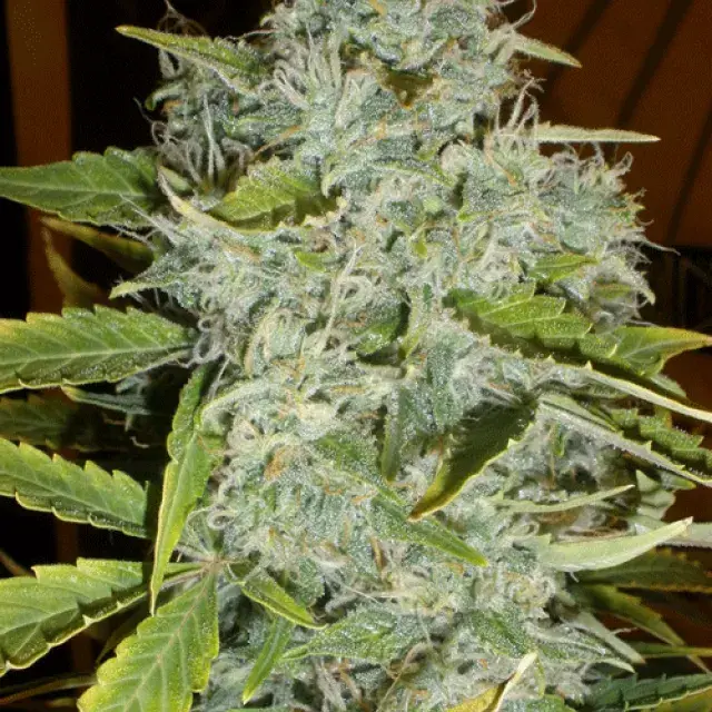 Psychofruit Auto Feminised Cannabis Seeds | Cream Of The Crop