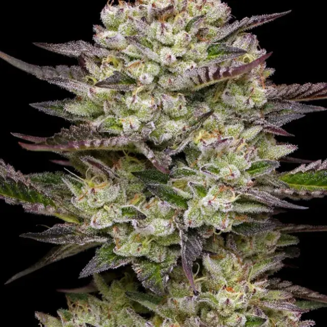 Puff Pastry Feminised Cannabis Seeds - Humboldt Seed Company.