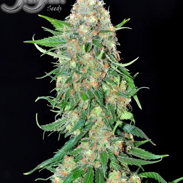 Punky Lion Feminised Cannabis Seeds