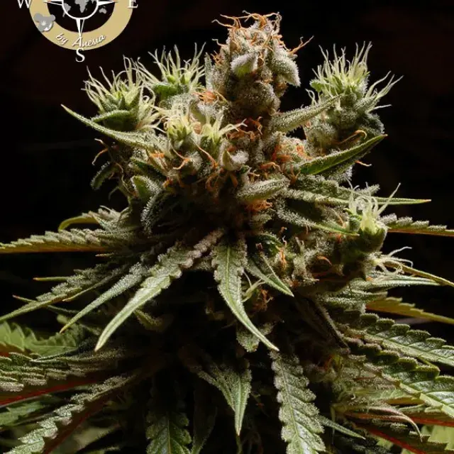 Pure Durban Poison Feminised Cannabis Seeds - Anesia Seeds
