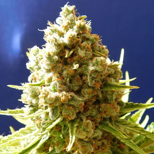Pure Kush Feminised Cannabis Seeds | Original Sensible Seeds